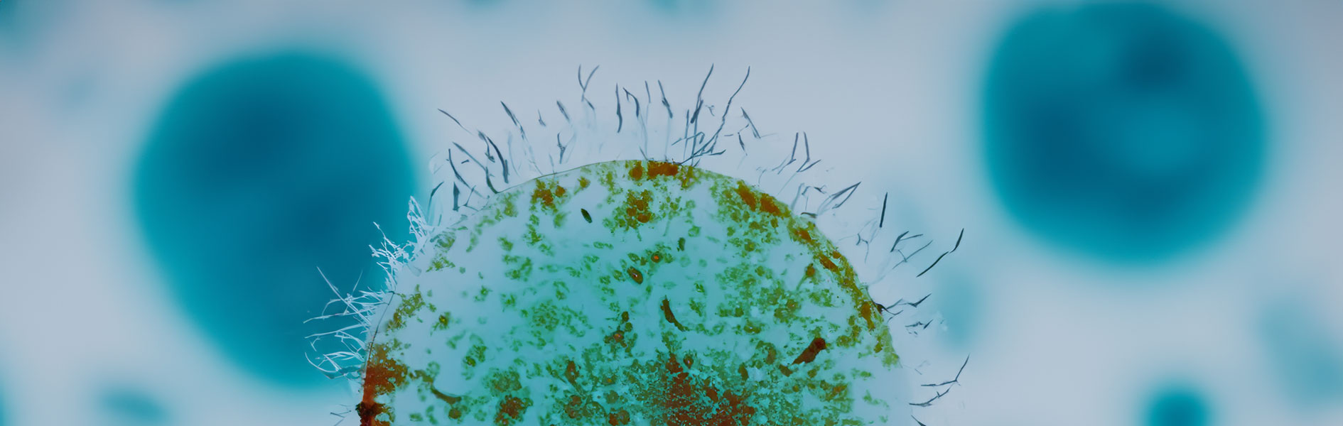 Unveiling the Hidden World: Microbiology and Undiscovered Life Forms in the Arctic