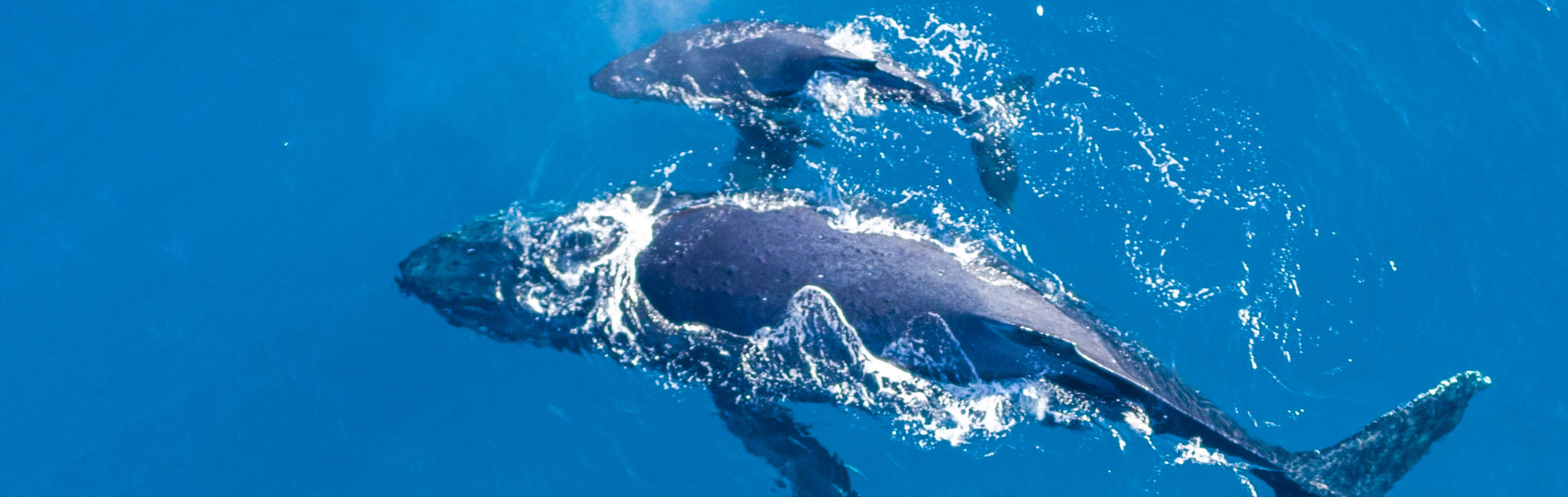 Protecting Arctic Sea Inhabitants: In-Depth Look at Endangered Whales and Conservation Efforts